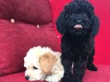 Toy Poodle Yavrularımız