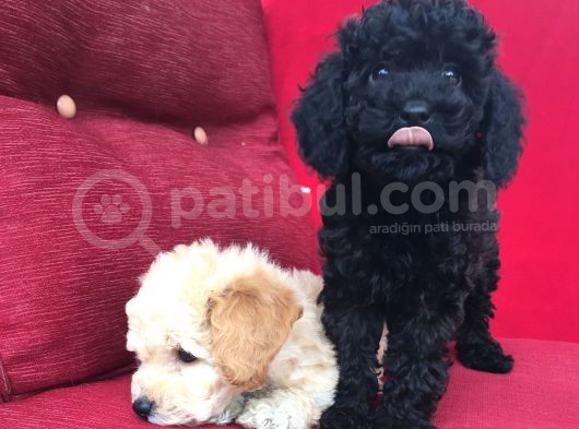 Toy Poodle Yavrularımız görsel