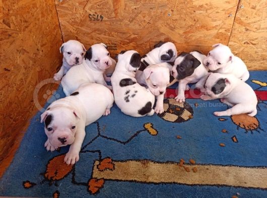 Mükemmel Kalite French Bulldog Yavrular görsel