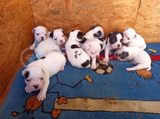 Mükemmel Kalite French Bulldog Yavrular görsel
