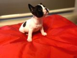 A+ Kali̇te French Bulldog Yavrular