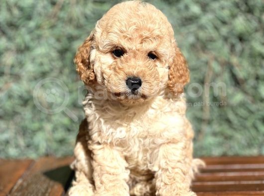 Bebek Surat Toy Poodle Yavrular görsel