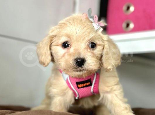 Orji̇nal Malti̇po Yavrular görsel