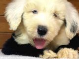 Bobtail Old English Sheeperd Dog