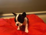 A+ Kali̇te French Bulldog Yavrular