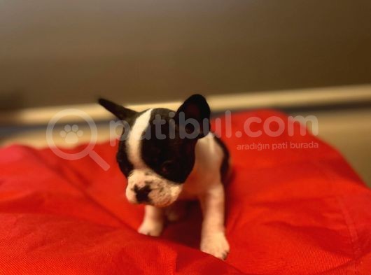 A+ Kali̇te French Bulldog Yavrular görsel