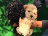 Toy Poodle Yavrularımız