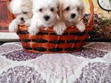 Maltese Terrier Yavrular