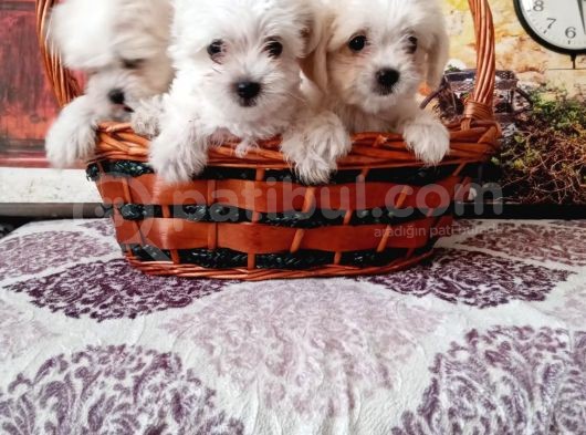 Maltese Terrier Yavrular görsel