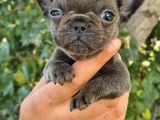 Mükemmel Kalite French Bulldog Yavrular