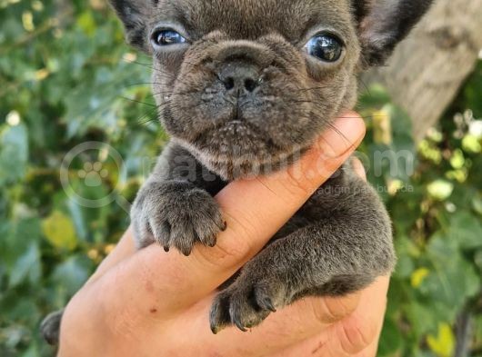 Mükemmel Kalite French Bulldog Yavrular görsel
