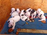 Mükemmel Kalite French Bulldog Yavrular
