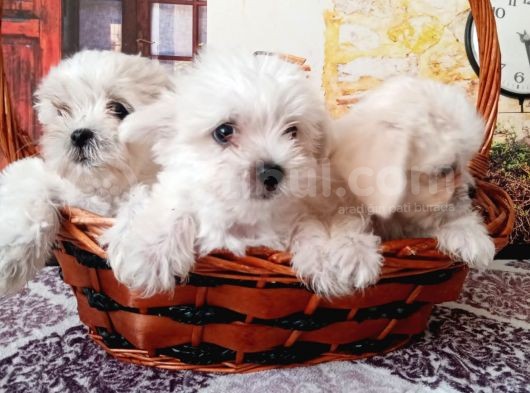 Maltese Terrier Yavrular