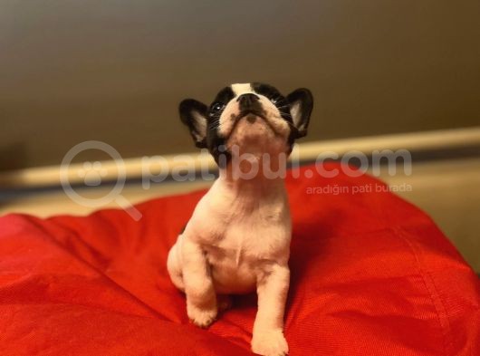 A+ Kali̇te French Bulldog Yavrular görsel