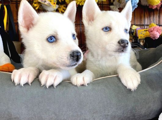 Beyaz Husky Si̇bi̇rya Kurdu Bebekler Irk Garanti̇li̇ görsel