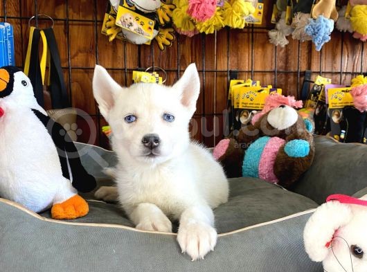Beyaz Husky Si̇bi̇rya Kurdu Bebekler Irk Garanti̇li̇ görsel