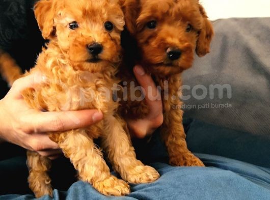 A Scr Toy Poodle Bebekler görsel