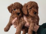 A Scr Toy Poodle Bebekler
