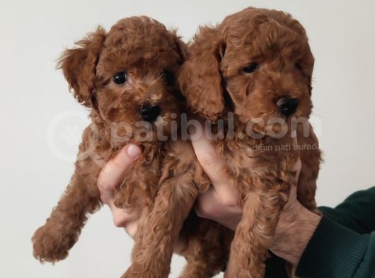 A Scr Toy Poodle Bebekler görsel