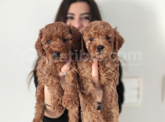 A Scr Toy Poodle Bebekler görsel