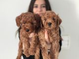 A Scr Toy Poodle Bebekler