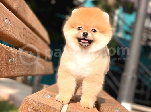 Pomeranian Boo Teddy Face Dişi Yavrumuz görsel