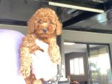 Red Poodle Aşili Bebeği̇mi̇z