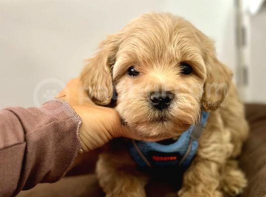 Dizayn Irk Sevimli Maltipoo Yavrular görsel