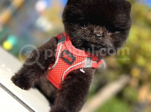 Black Teacup Pomerani̇an Di̇şi̇ görsel