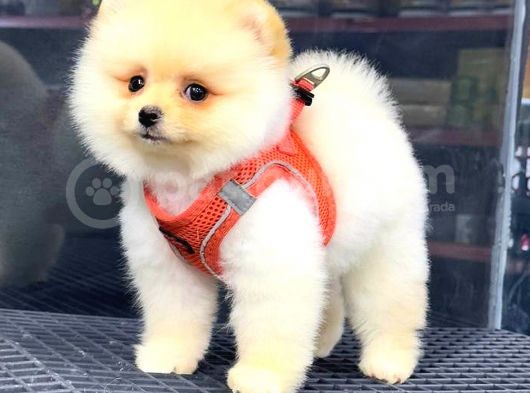 Krem Pomerani̇an Boo Kizimiz görsel