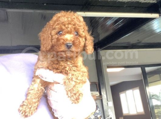 Red Poodle Aşili Bebeği̇mi̇z görsel