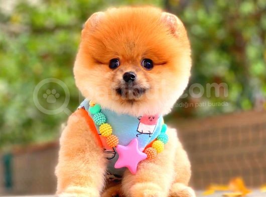 Orange Güzelli̇k Pomerani̇an görsel