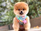 Pomeranian Boo Teddy Face Dişi Yavrumuz