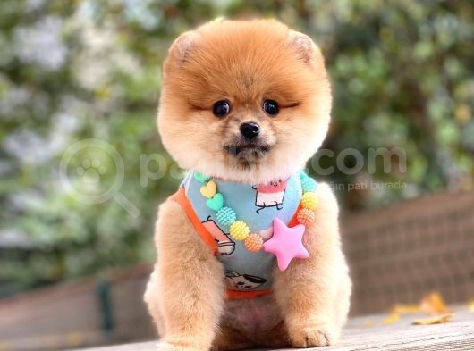Pomeranian Boo Teddy Face Dişi Yavrumuz görsel