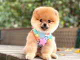 Pomeranian Boo Teddy Face Dişi Yavrumuz