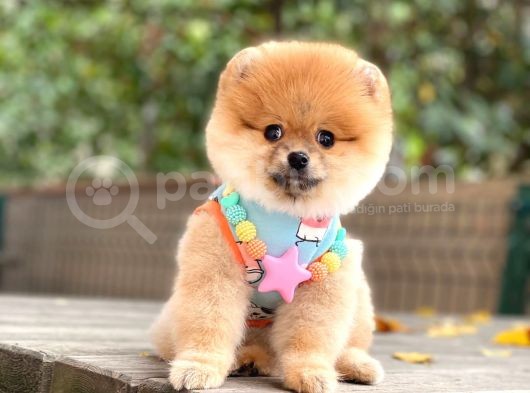 Pomeranian Boo Teddy Face Dişi Yavrumuz görsel