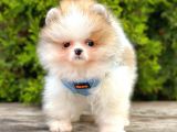 Mini Pomeranian Boo Ayıcık Yavrular