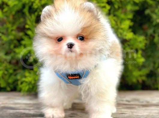 Mini Pomeranian Boo Ayıcık Yavrular görsel