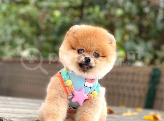 Pomeranian Boo Teddy Face Dişi Yavrumuz görsel
