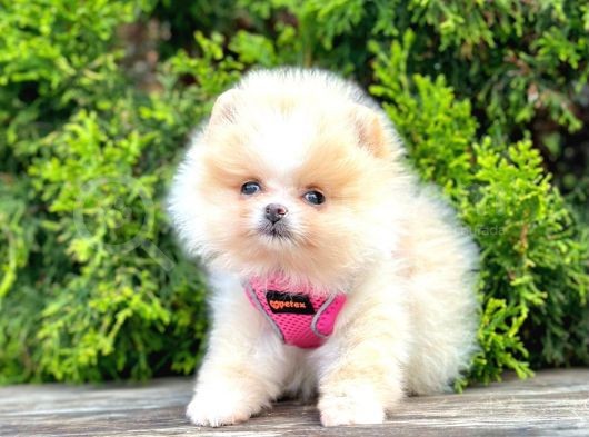 Teddy Face Boo Pomeranian Yavrular görsel
