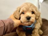 Dizayn Irk Sevimli Maltipoo Yavrular