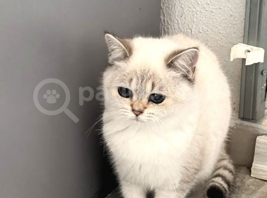 Safkan Belgeli Bebekler görsel