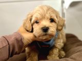 Dizayn Irk Sevimli Maltipoo Yavrular