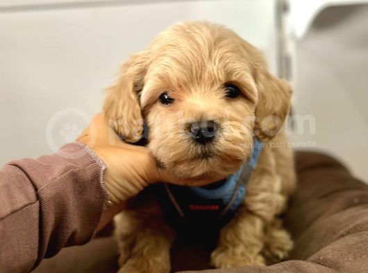Dizayn Irk Sevimli Maltipoo Yavrular görsel