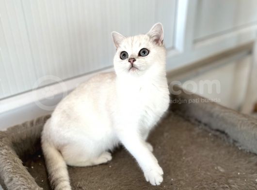 Safkan Belgeli Bebekler görsel