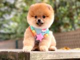 Pomeranian Boo Teddy Face Dişi Yavrumuz