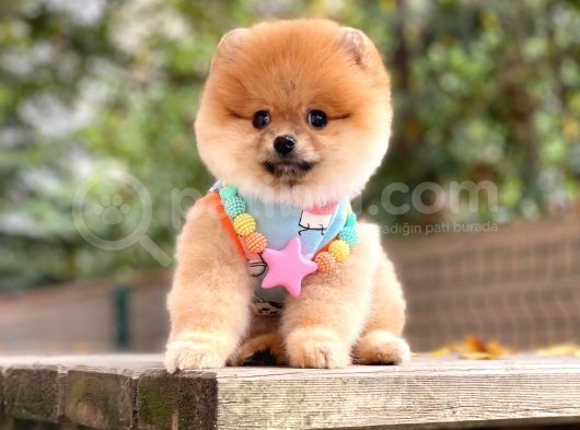 Pomeranian Boo Teddy Face Dişi Yavrumuz