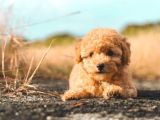 Sevi̇mli̇ Poodle Yavrularimiz
