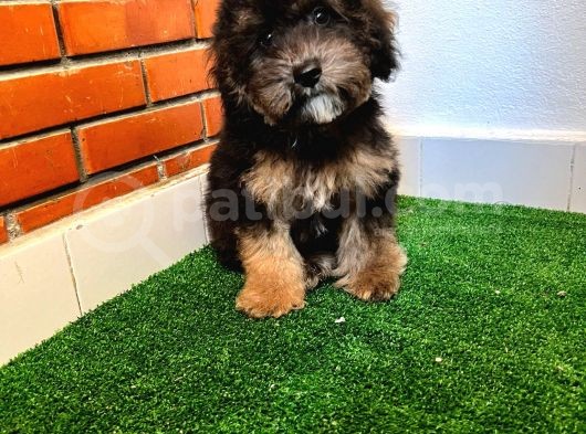A Kalite Blacktan Maltipoo Yavrumuz görsel