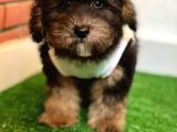 A Kalite Blacktan Maltipoo Yavrumuz